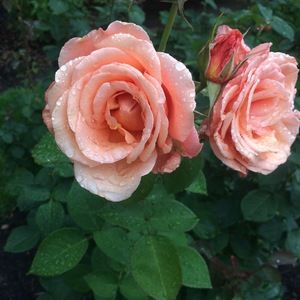 Meet your Posher, Sidney lane